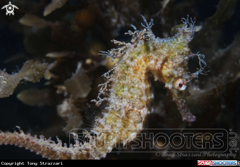 A White's seahorse