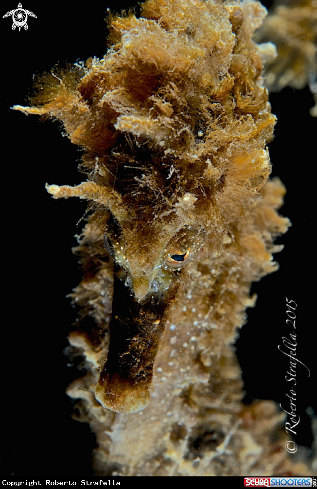 A Hippocampus