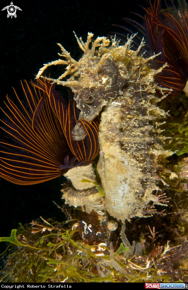 A Hippocampus whith branchiomma luctuosum