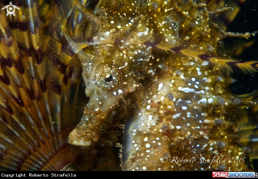 A Hippocampus whith Spirografo