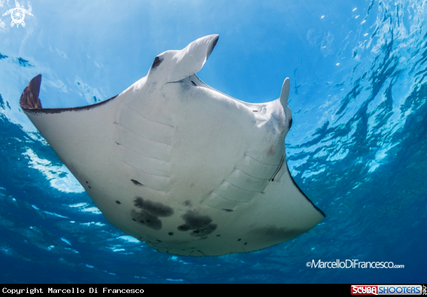 A Manta