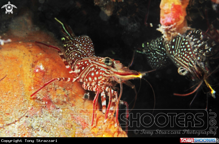 A Serrated Hinge-Back Shrimp