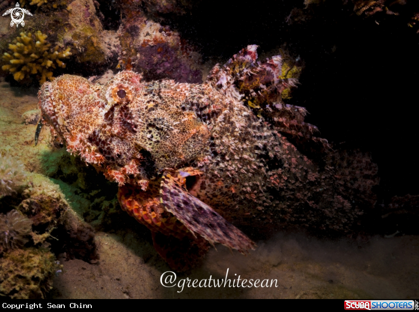 A Bearded ScorpionFish