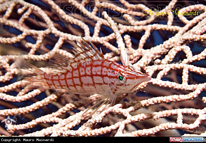 A Hawkfish
