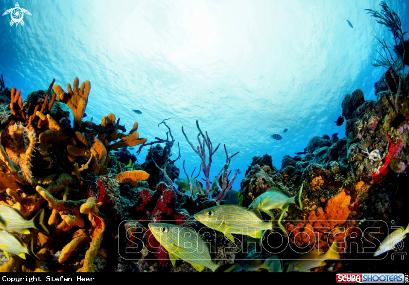 A Reef
