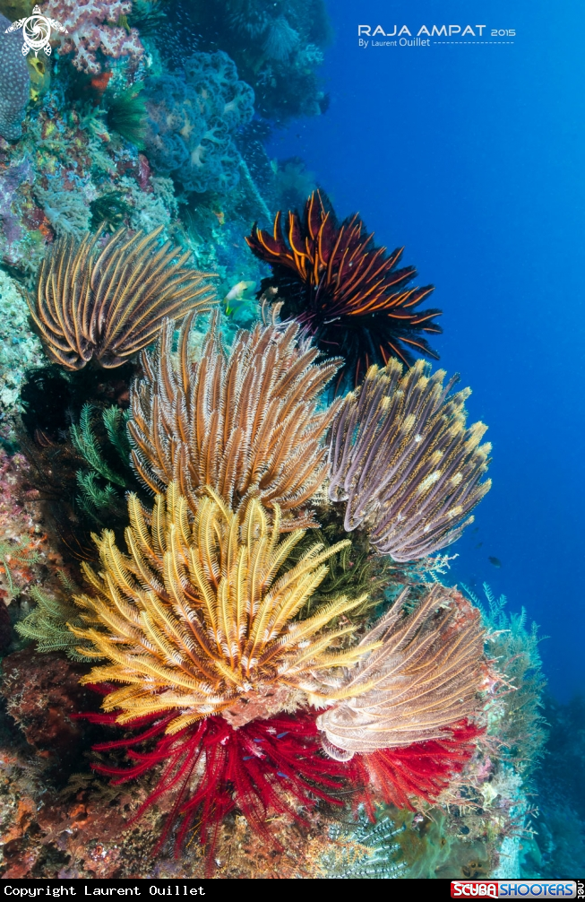 A Crinoides