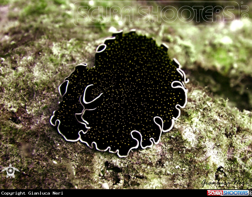 A Flatworm