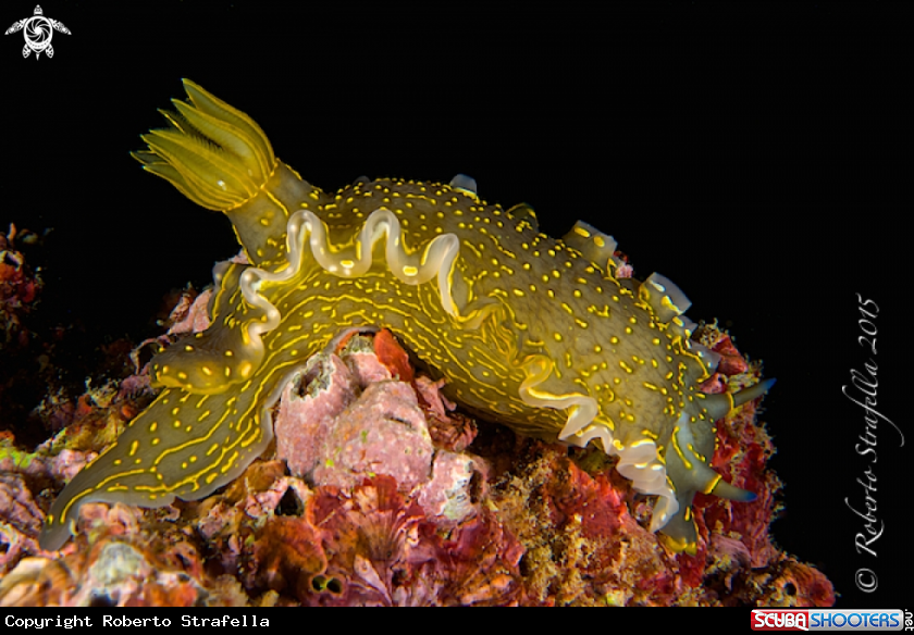 A Nudibranch