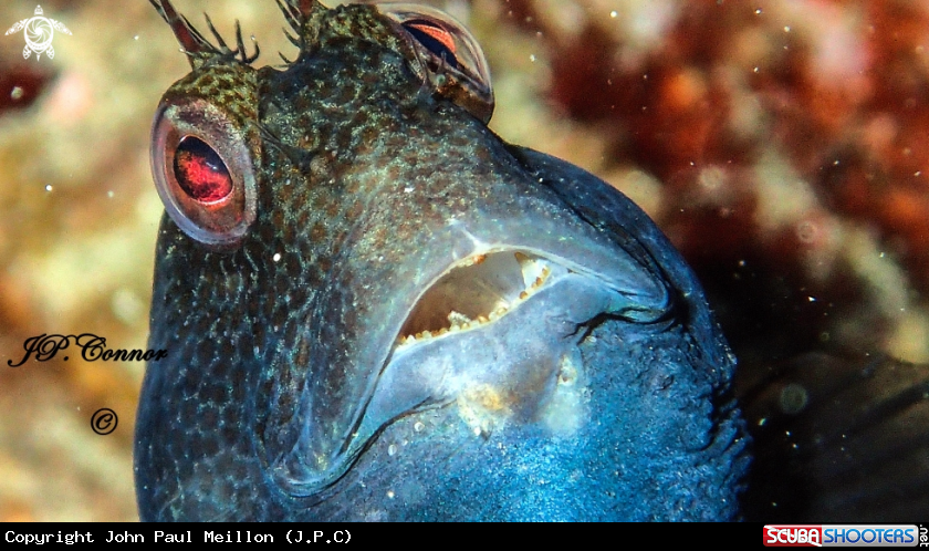 A Blennie pilicorne