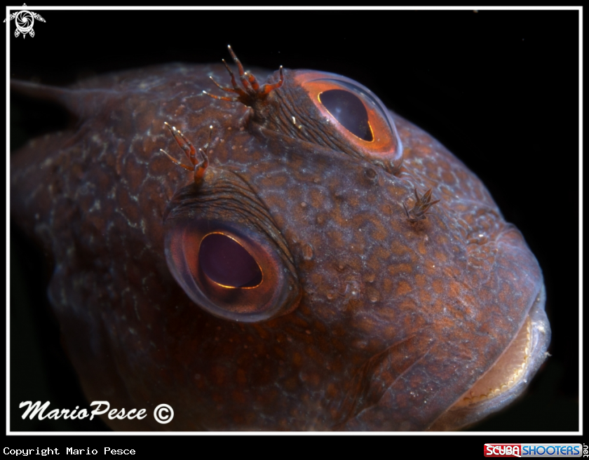 A Blennide