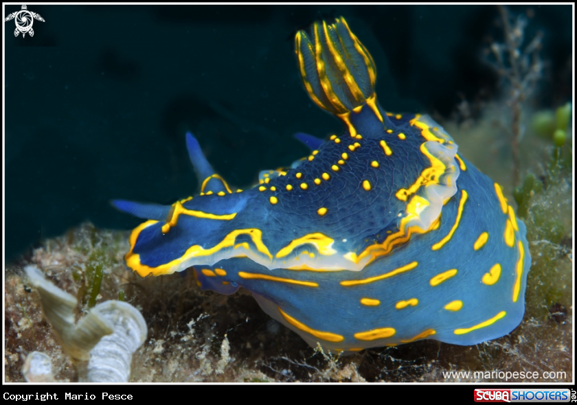 A Nudibranch