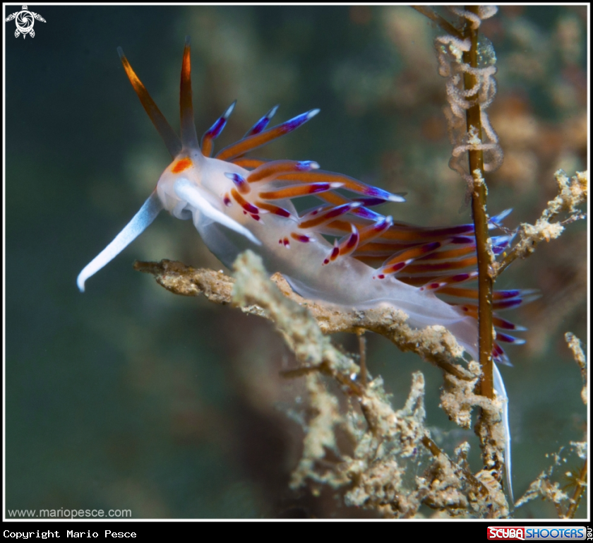 A Nudibranch