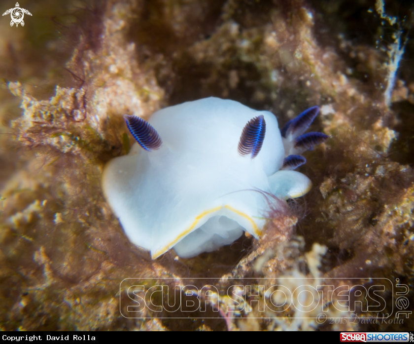 A Scott Johnson's nudibranch