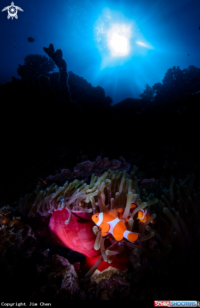 A Clown Fish