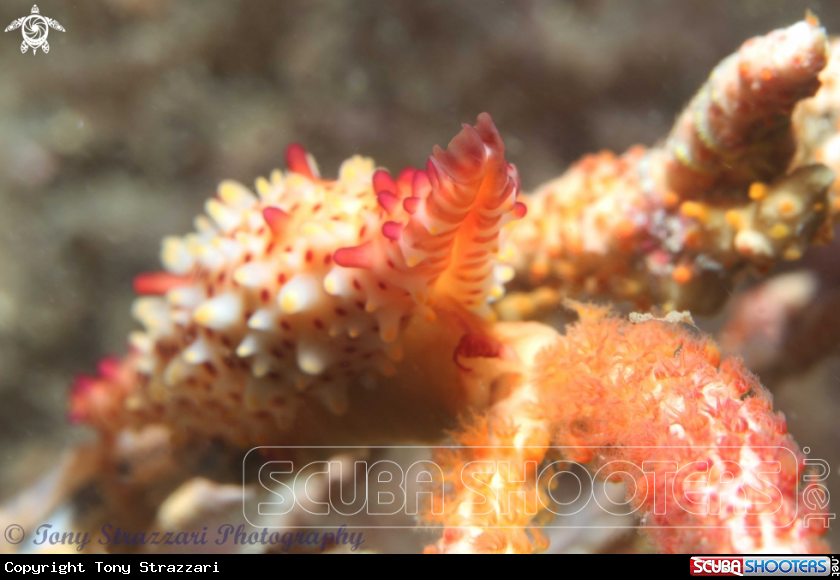 A Spindle rose cowrie