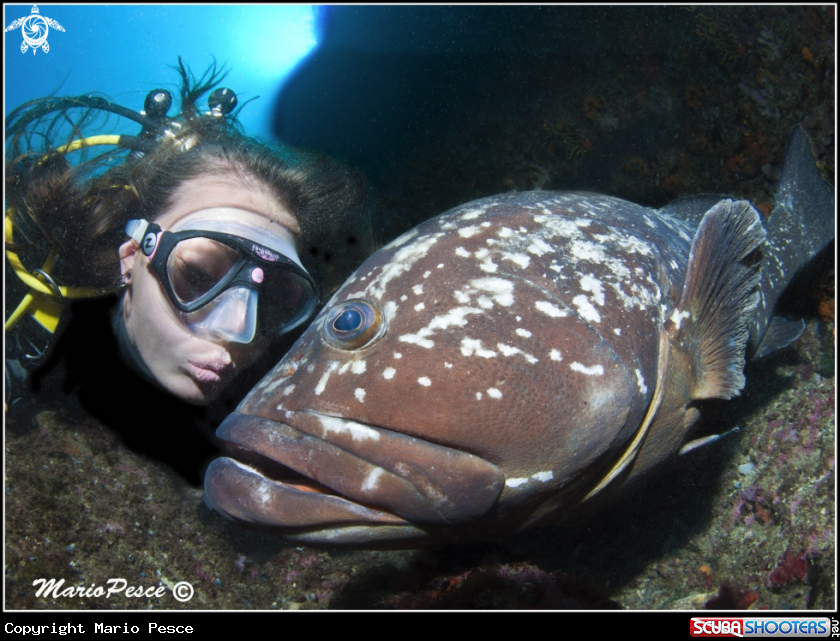 A Epinephelinae