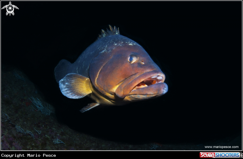 A Epinephelinae