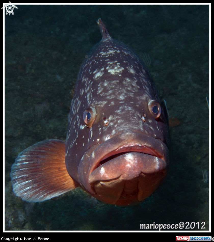A Epinephelinae