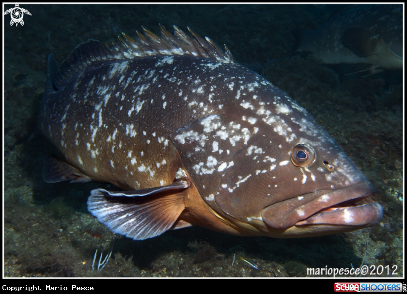 A Epinephelinae