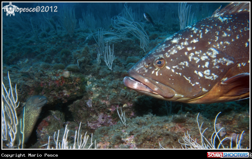A Epinephelinae