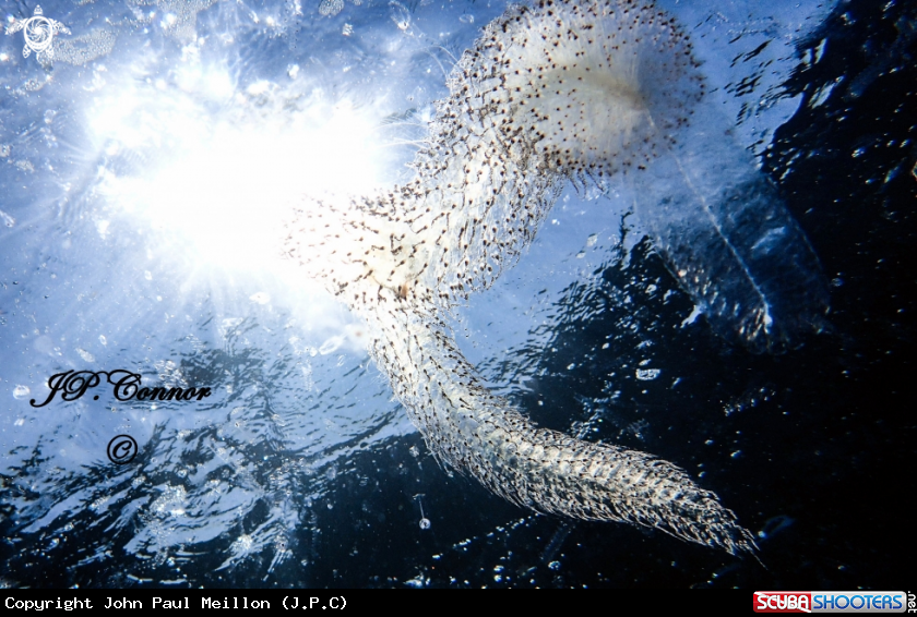 A Grand siphonophore