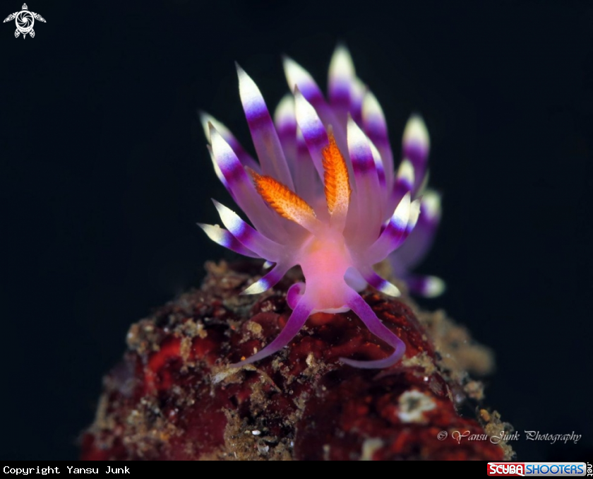 A Flabellina exoptata