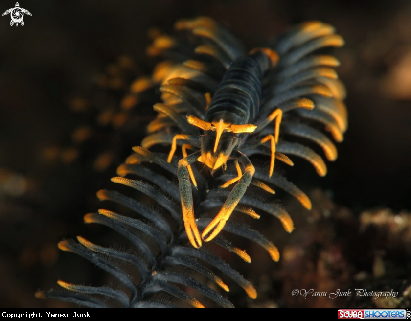 A Crinoid shrimp