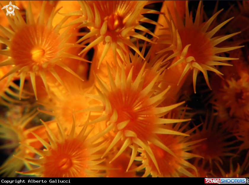 A Margherite di mare