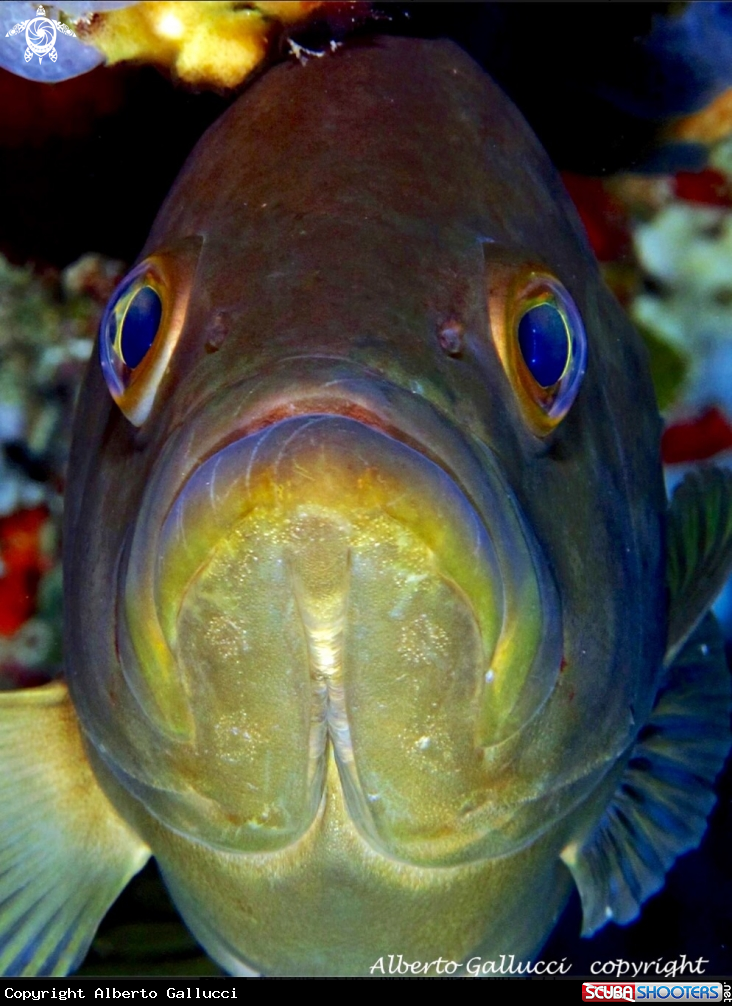 A Cernia dorata