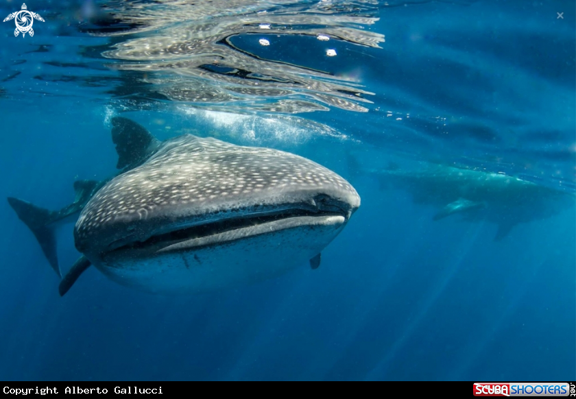 A Whale sharks