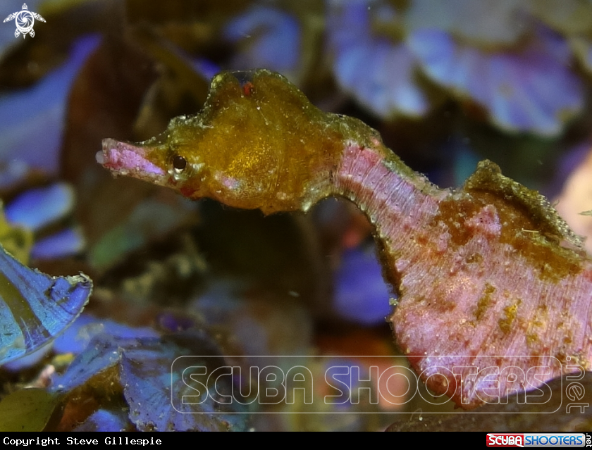 A Pygmy Pipehorse