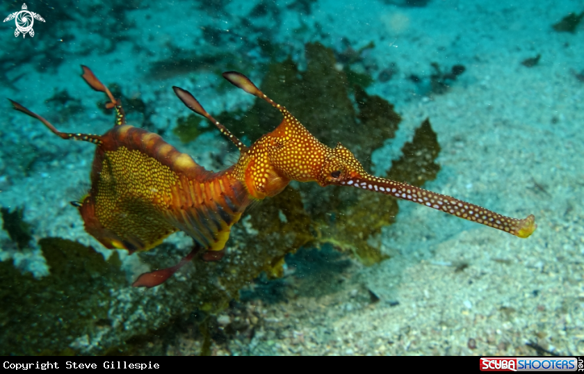 A Weedy Sea Dragon