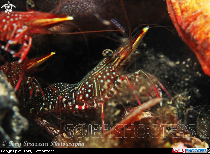 A Serrated Hinge-Back Shrimp