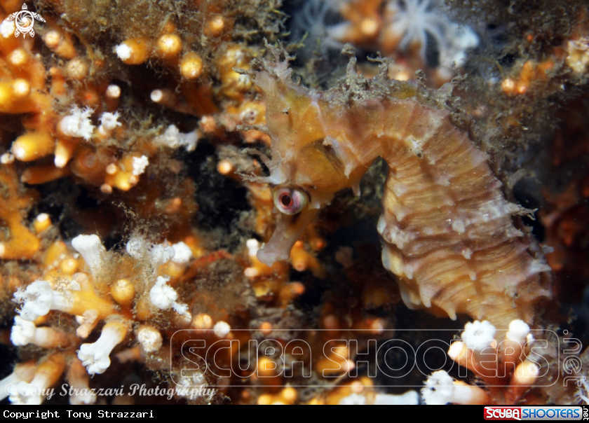 A White's seahorse