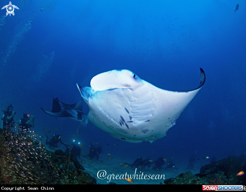A Manta Ray and divers