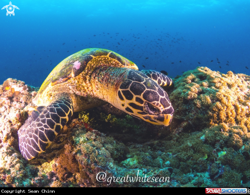 A Hawksbill Turtle