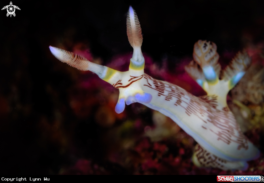 A Lined Nembrotha