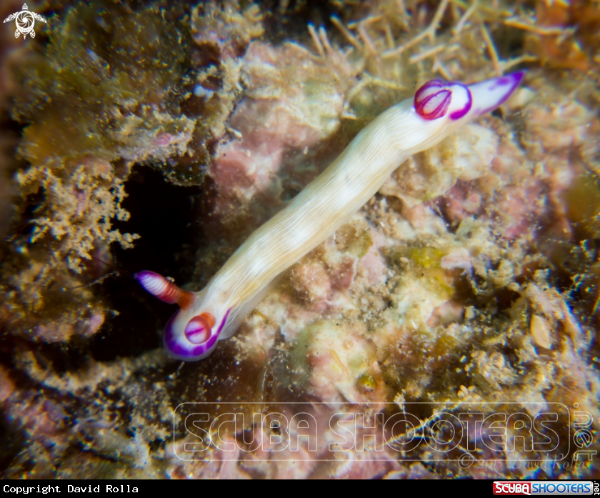 A Violet-gill nudibranch