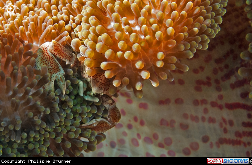 A Porcelain crab