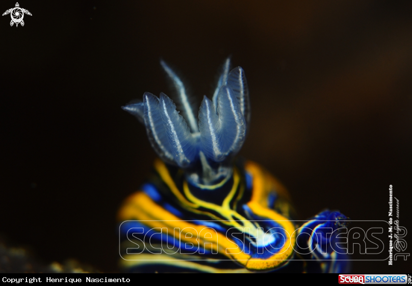 A Nudibranch