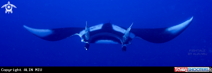 A Chevron Manta 