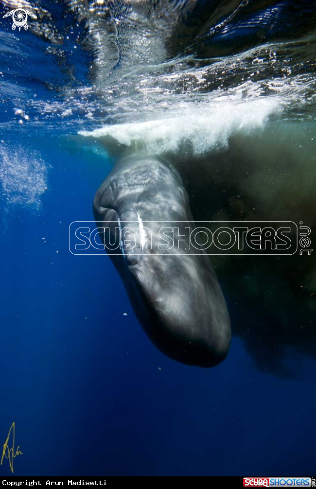 A Sperm Whale
