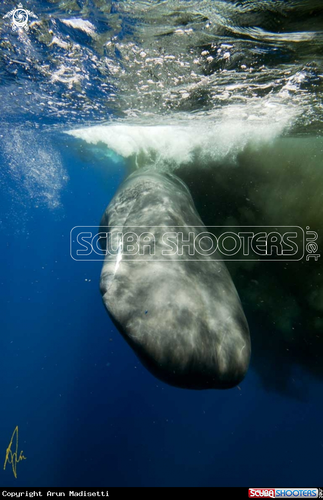 A Sperm Whale