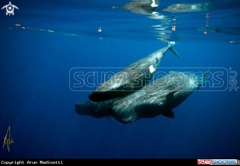 A Sperm Whale
