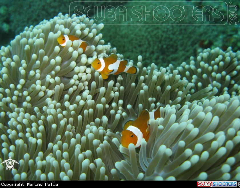 A anemone fish