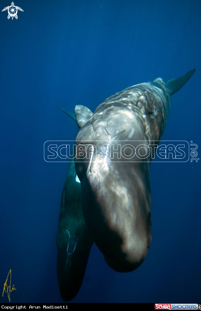 A Sperm Whale