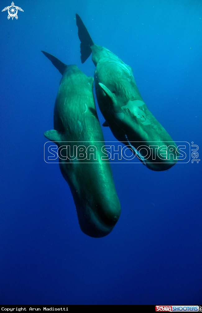 A Sperm Whale