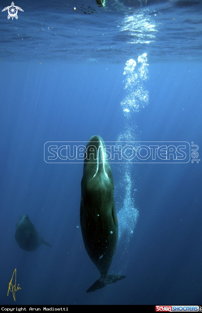 A Sperm Whale