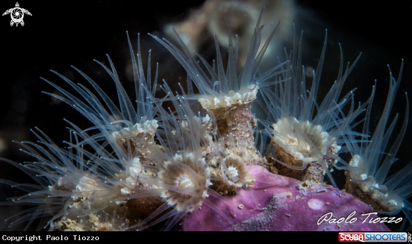 A Epizoanthus 