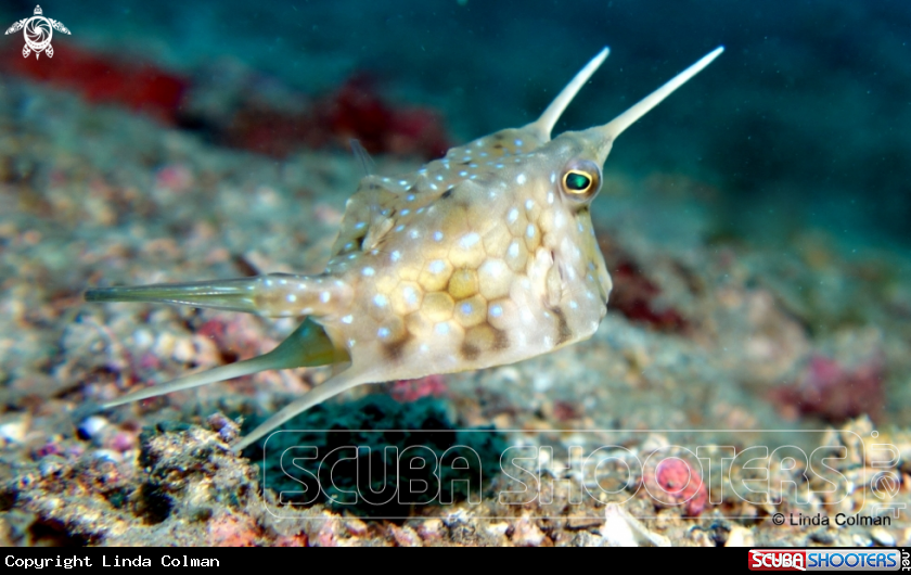 A Longhorn Cowfish